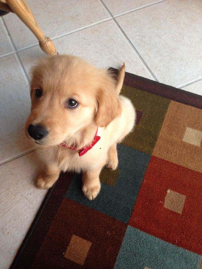 210 Times Golden Retriever Puppies Were The Purest Thing In The World