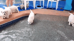 210 Times Golden Retriever Puppies Were The Purest Thing In The World