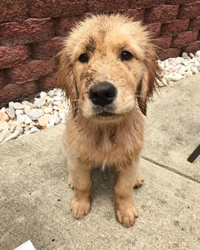 210 Times Golden Retriever Puppies Were The Purest Thing In The World