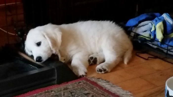 210 Times Golden Retriever Puppies Were The Purest Thing In The World
