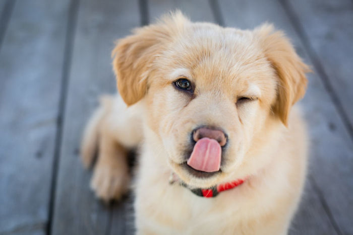 210 Times Golden Retriever Puppies Were The Purest Thing In The World