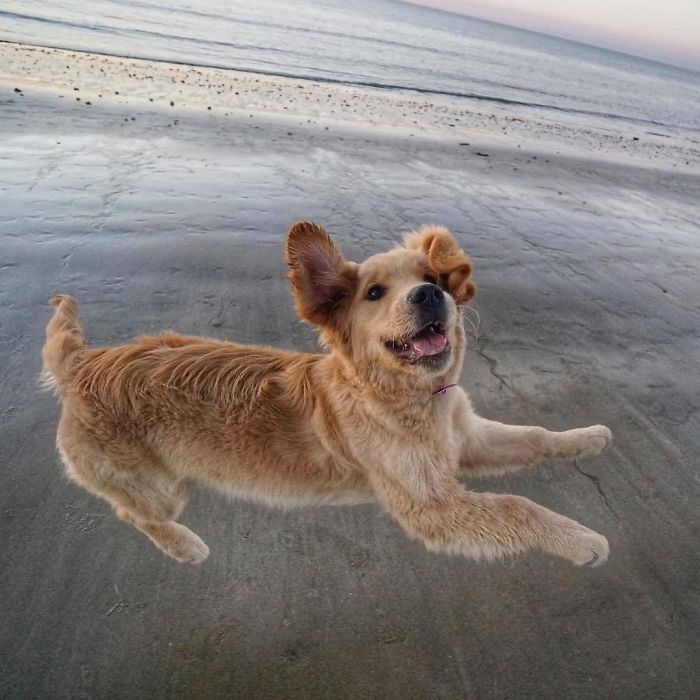 210 Times Golden Retriever Puppies Were The Purest Thing In The World