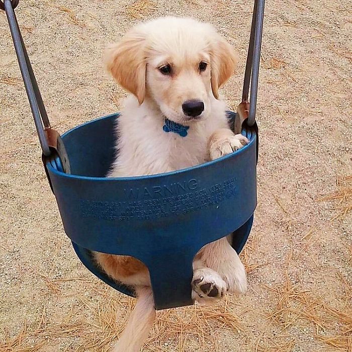 210 Times Golden Retriever Puppies Were The Purest Thing In The World