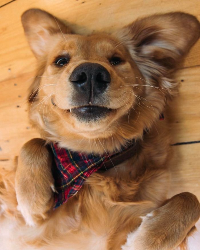 210 Times Golden Retriever Puppies Were The Purest Thing In The World