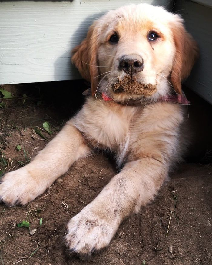 210 Times Golden Retriever Puppies Were The Purest Thing In The World