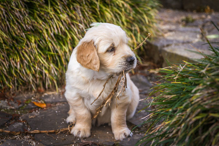 210 Times Golden Retriever Puppies Were The Purest Thing In The World
