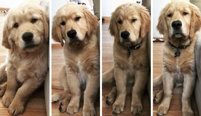210 Times Golden Retriever Puppies Were The Purest Thing In The World