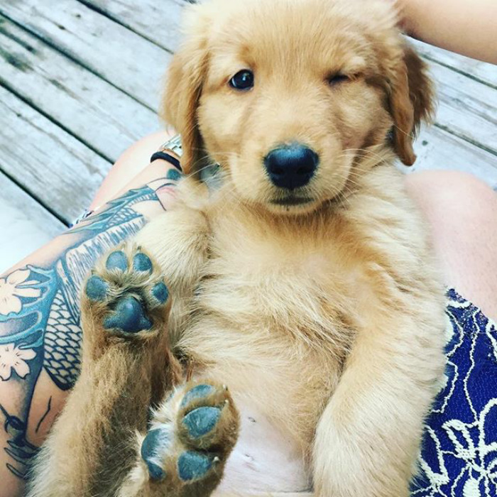 210 Times Golden Retriever Puppies Were The Purest Thing In The World