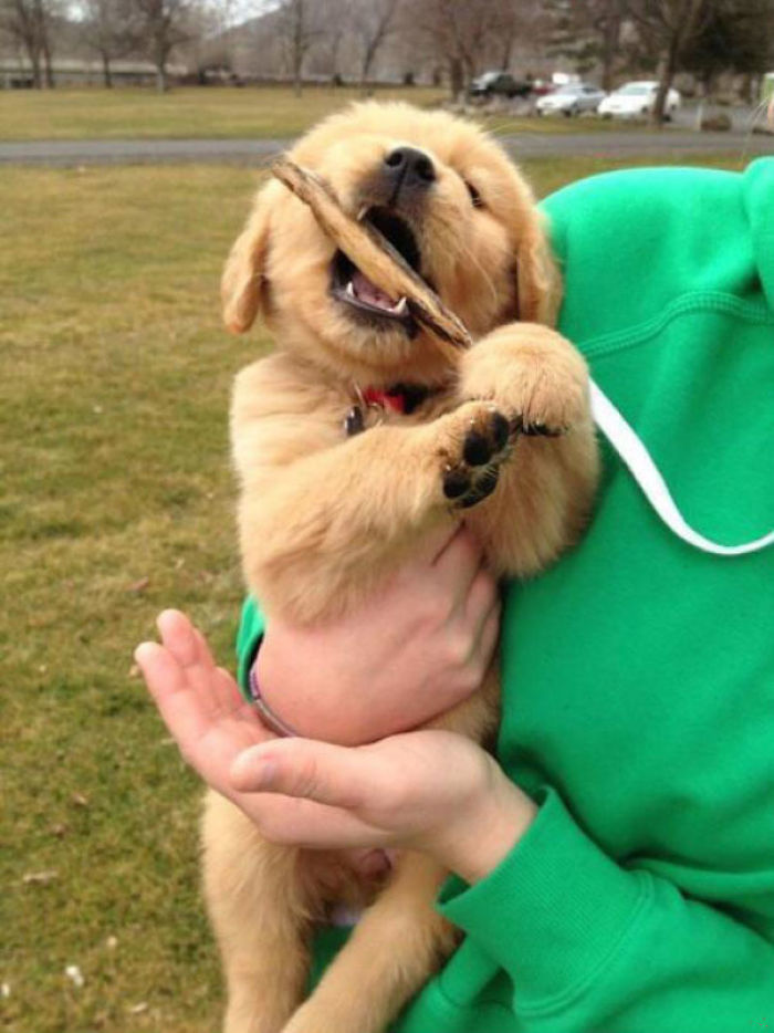 210 Times Golden Retriever Puppies Were The Purest Thing In The World