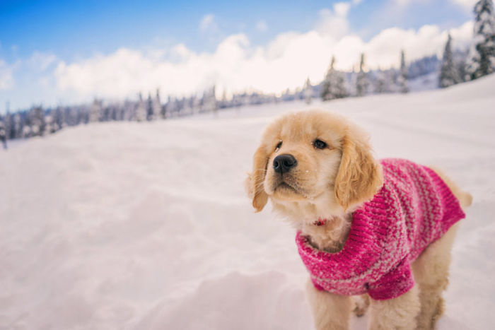 210 Times Golden Retriever Puppies Were The Purest Thing In The World