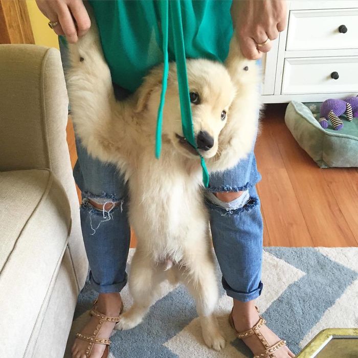 210 Times Golden Retriever Puppies Were The Purest Thing In The World
