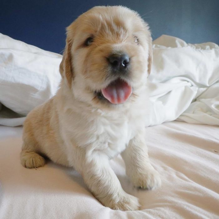 210 Times Golden Retriever Puppies Were The Purest Thing In The World
