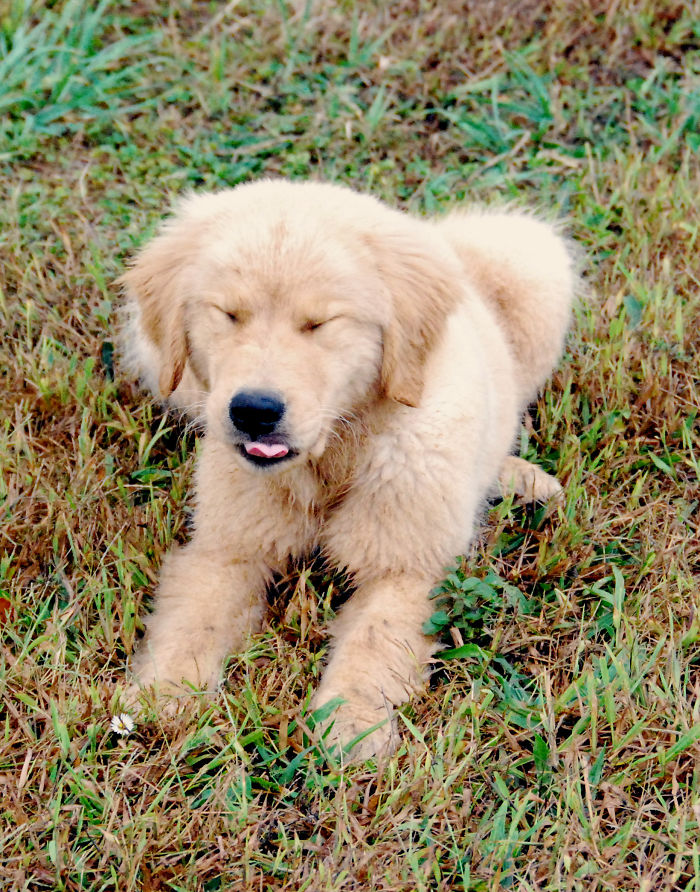 210 Times Golden Retriever Puppies Were The Purest Thing In The World