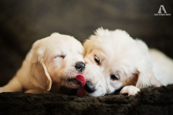210 Times Golden Retriever Puppies Were The Purest Thing In The World