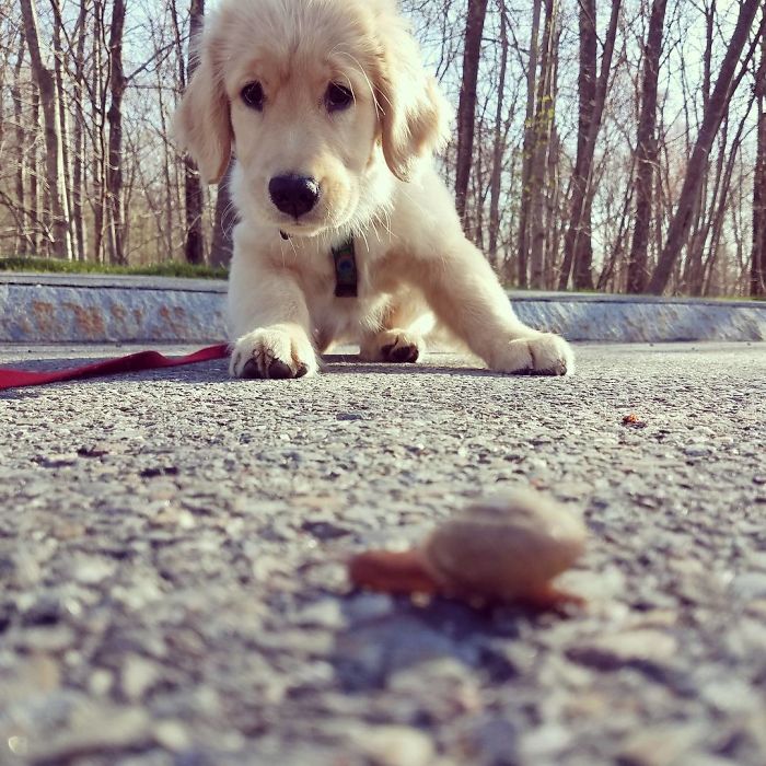 210 Times Golden Retriever Puppies Were The Purest Thing In The World