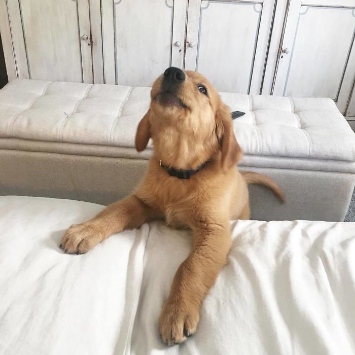 210 Times Golden Retriever Puppies Were The Purest Thing In The World