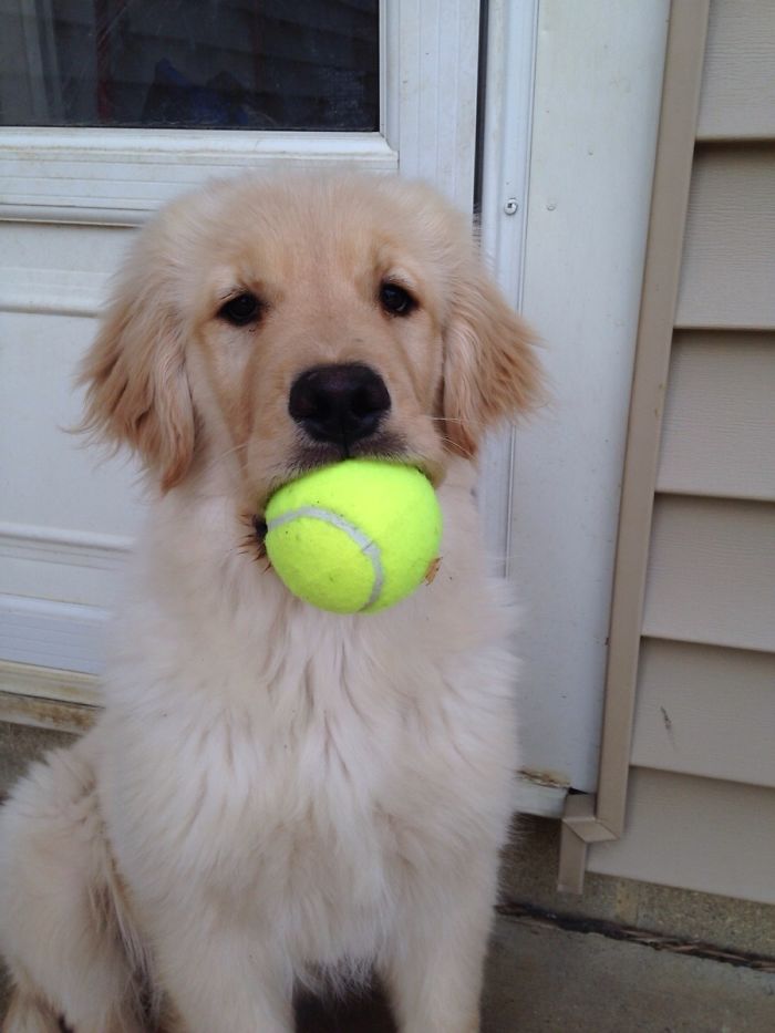 210 Times Golden Retriever Puppies Were The Purest Thing In The World