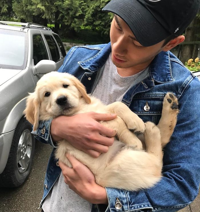 210 Times Golden Retriever Puppies Were The Purest Thing In The World