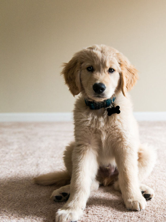 210 Times Golden Retriever Puppies Were The Purest Thing In The World