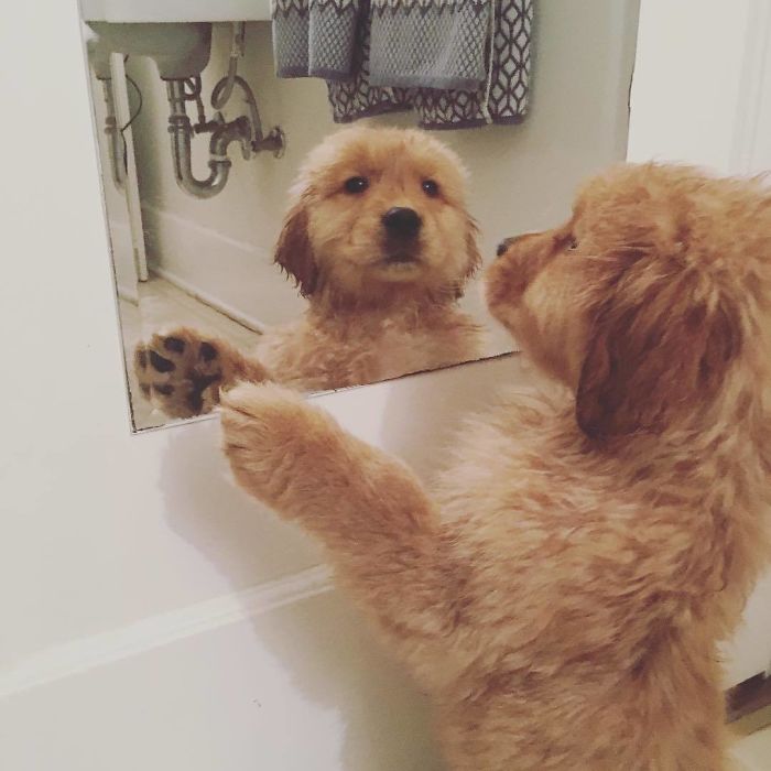 210 Times Golden Retriever Puppies Were The Purest Thing In The World
