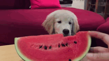 210 Times Golden Retriever Puppies Were The Purest Thing In The World