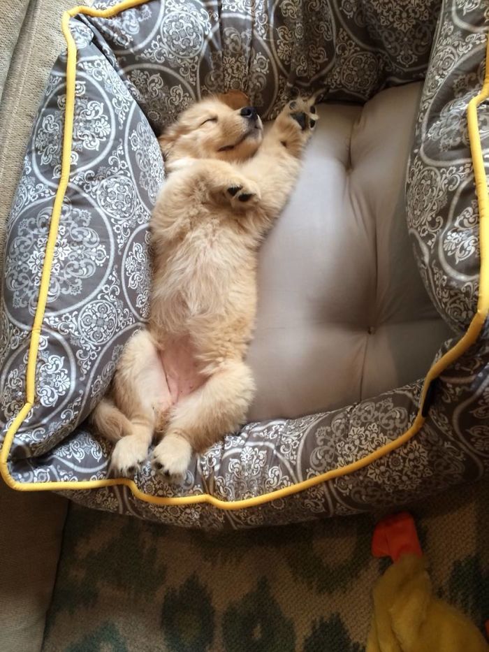 210 Times Golden Retriever Puppies Were The Purest Thing In The World