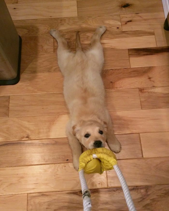 210 Times Golden Retriever Puppies Were The Purest Thing In The World