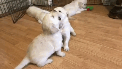 210 Times Golden Retriever Puppies Were The Purest Thing In The World