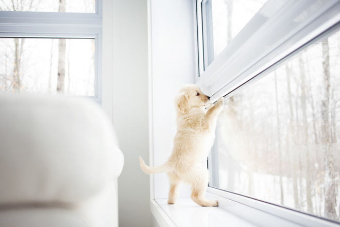 210 Times Golden Retriever Puppies Were The Purest Thing In The World