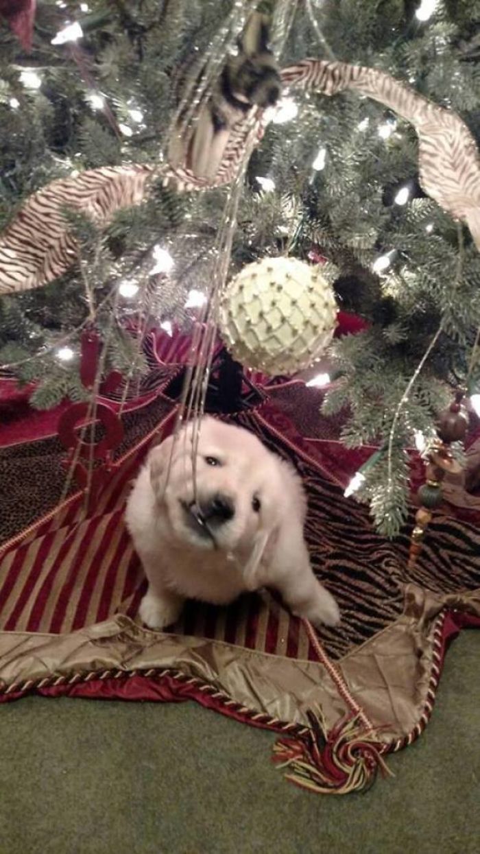 210 Times Golden Retriever Puppies Were The Purest Thing In The World