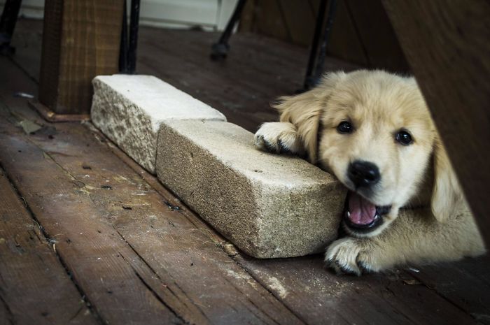 210 Times Golden Retriever Puppies Were The Purest Thing In The World