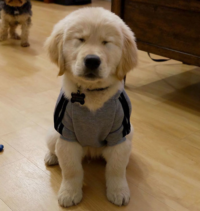 210 Times Golden Retriever Puppies Were The Purest Thing In The World