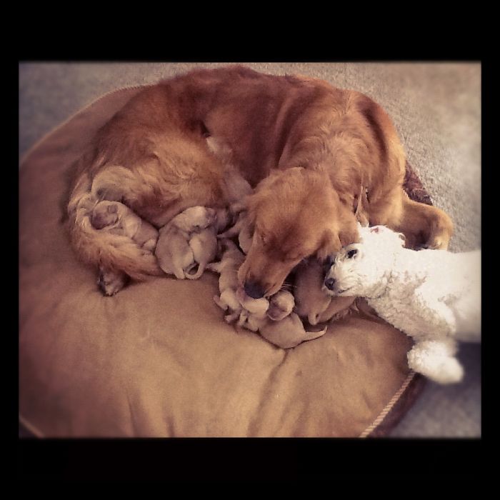 210 Times Golden Retriever Puppies Were The Purest Thing In The World