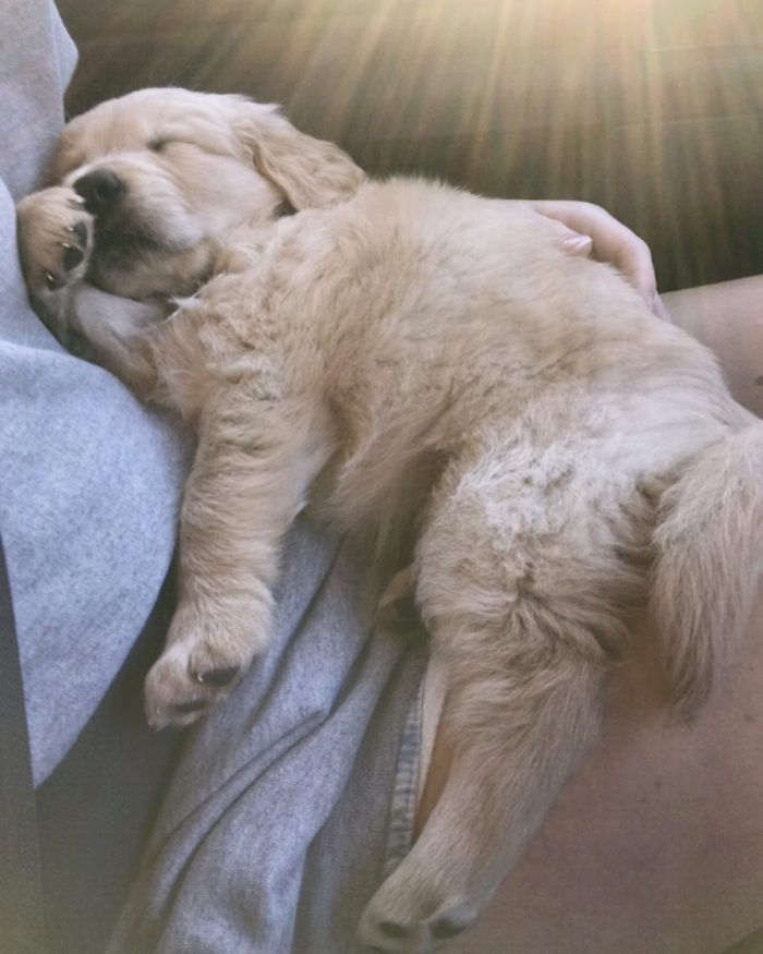 210 Times Golden Retriever Puppies Were The Purest Thing In The World