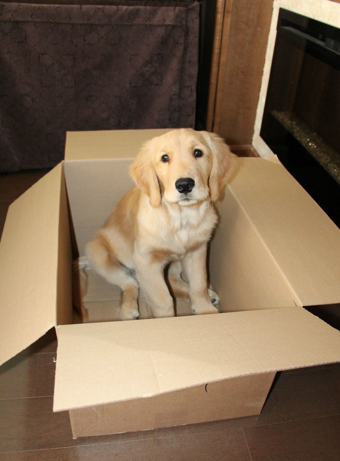 210 Times Golden Retriever Puppies Were The Purest Thing In The World