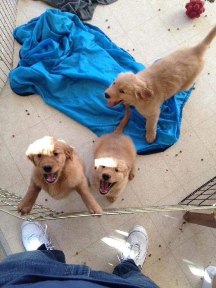 210 Times Golden Retriever Puppies Were The Purest Thing In The World