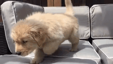 210 Times Golden Retriever Puppies Were The Purest Thing In The World
