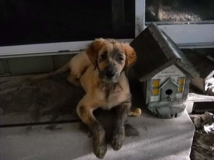 210 Times Golden Retriever Puppies Were The Purest Thing In The World