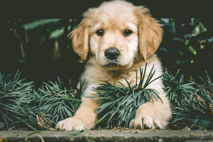 210 Times Golden Retriever Puppies Were The Purest Thing In The World