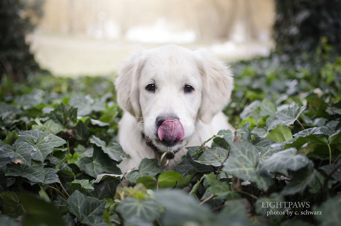 210 Times Golden Retriever Puppies Were The Purest Thing In The World