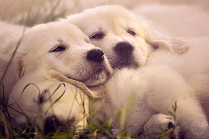 210 Times Golden Retriever Puppies Were The Purest Thing In The World