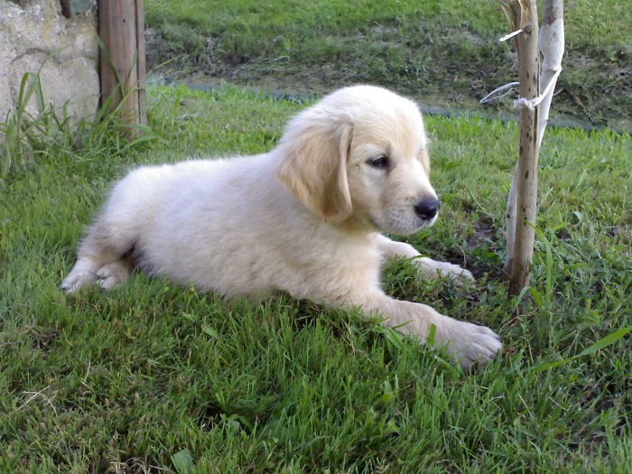 210 Times Golden Retriever Puppies Were The Purest Thing In The World
