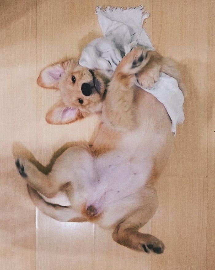 210 Times Golden Retriever Puppies Were The Purest Thing In The World