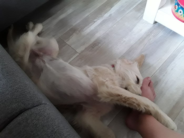 210 Times Golden Retriever Puppies Were The Purest Thing In The World