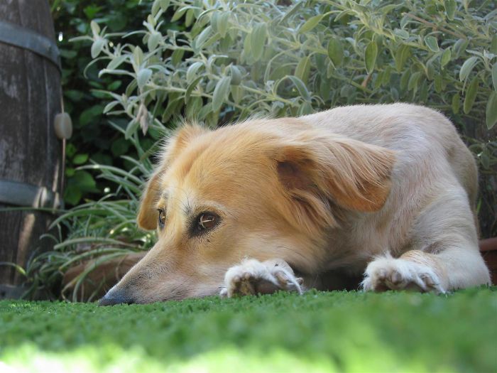 210 Times Golden Retriever Puppies Were The Purest Thing In The World