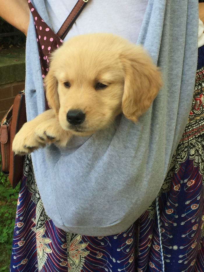 210 Times Golden Retriever Puppies Were The Purest Thing In The World