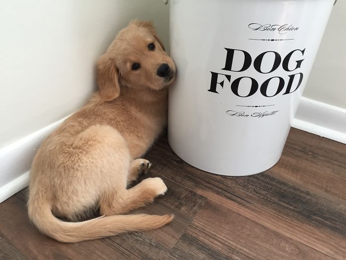 210 Times Golden Retriever Puppies Were The Purest Thing In The World