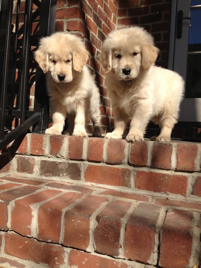 210 Times Golden Retriever Puppies Were The Purest Thing In The World