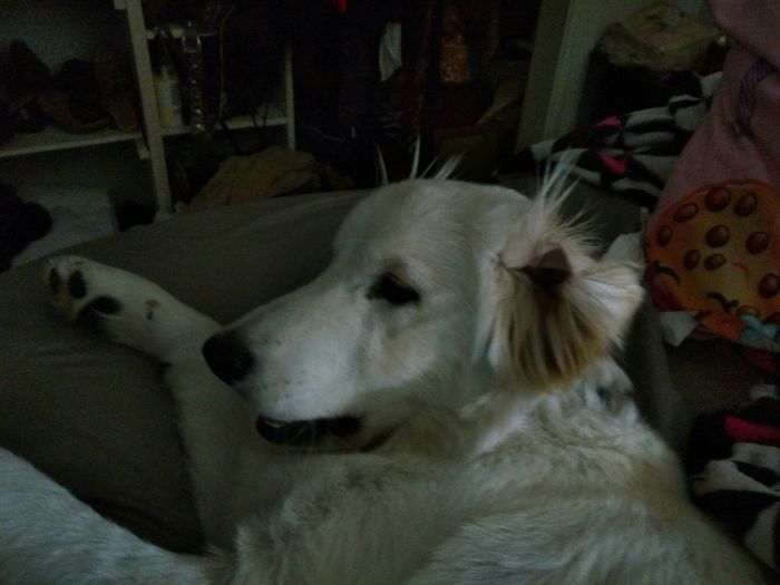 210 Times Golden Retriever Puppies Were The Purest Thing In The World