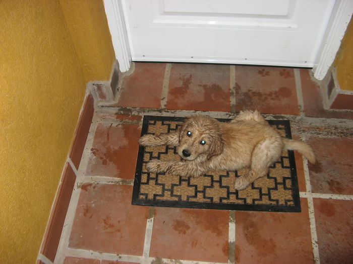 210 Times Golden Retriever Puppies Were The Purest Thing In The World